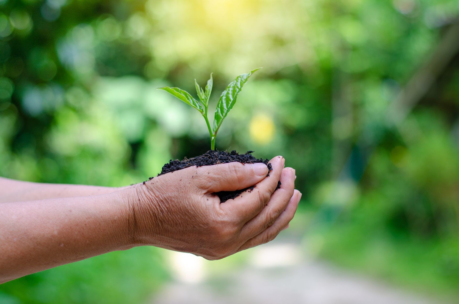 environment Earth Day In the hands of trees growing seedlings. Bokeh green Background Female hand holding tree on nature field grass Forest conservation concept