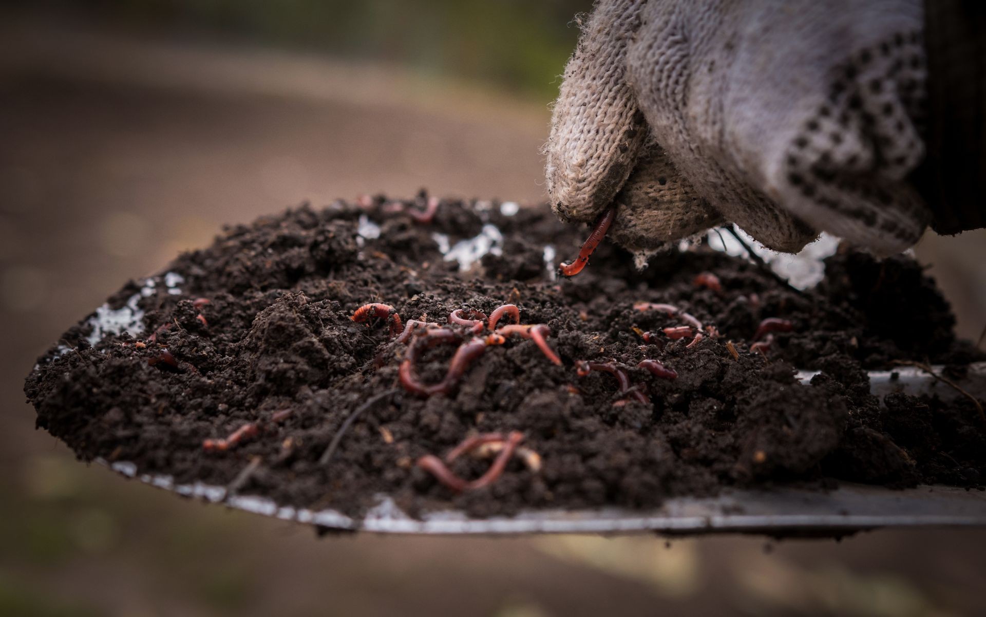 Californian worm doing fertilizer. agriculture and soil fertilization.