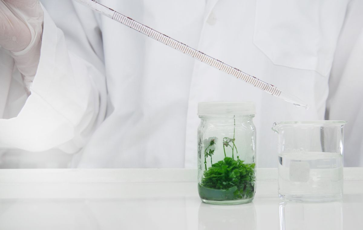 scientist wearing white lab coat drop water by pipette in to glass beaker with glass bottle of green tissue culture plant in agricultural biotechnology science laboratory  